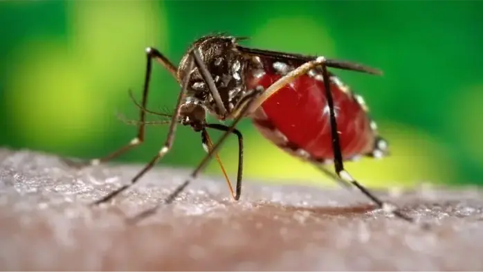 Muỗi Aedes albopictus gây bệnh chikungunya đã có ở Việt Nam